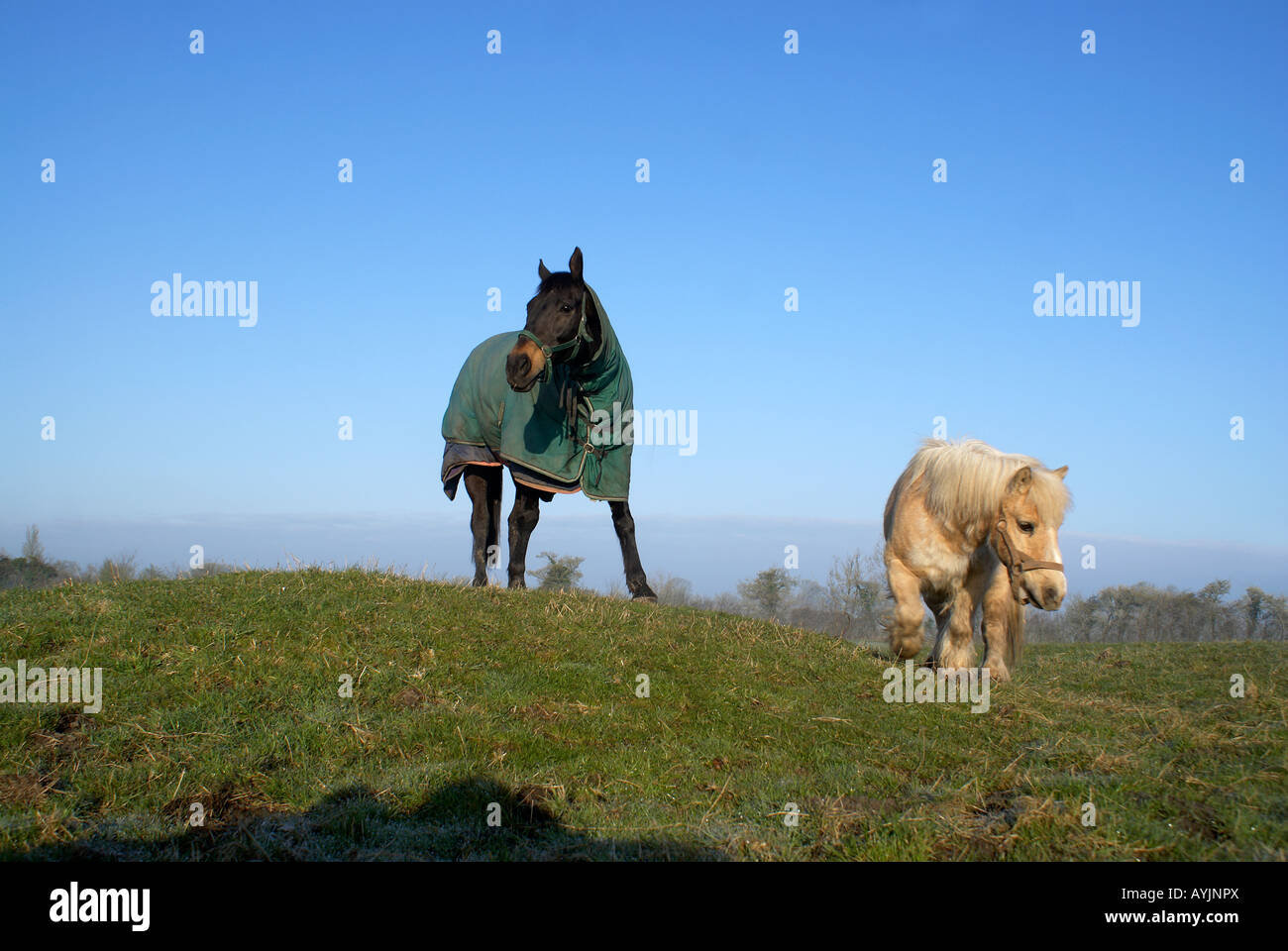 'L'delle corse ippiche e il Pony' Foto Stock