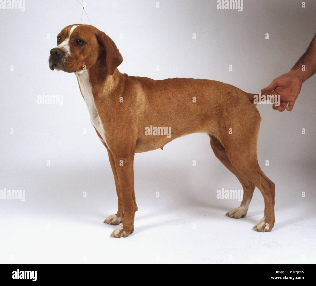 Brown perdiguero portugueso cane in piedi sul lato. Foto Stock