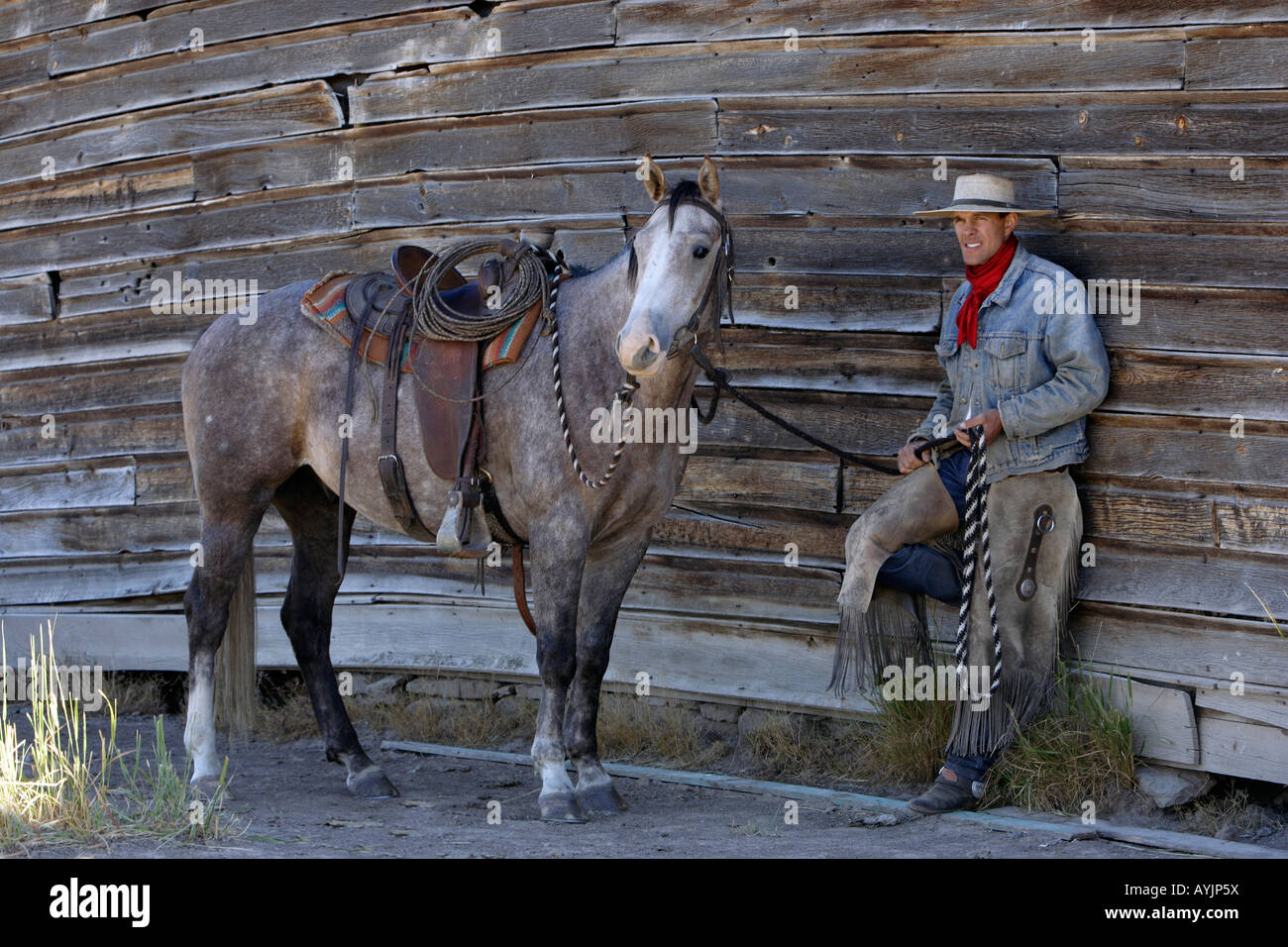 Cowboy sulla sua Quarter Horse (Equus caballus) appoggiata sulla parete della rovina di una casa in legno Foto Stock