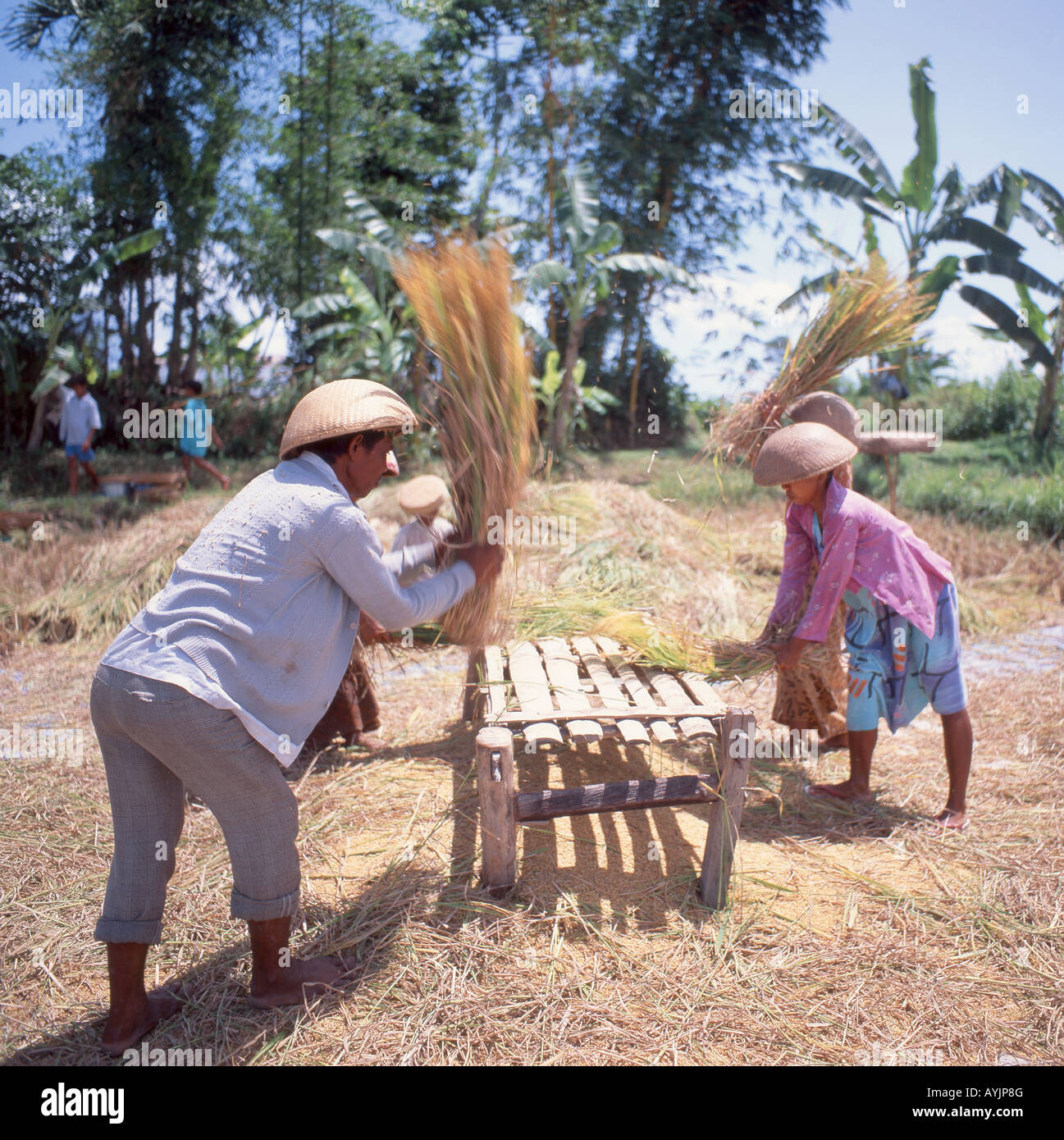 I lavoratori agricoli la trebbiatura del riso in risaia, Bali, Indonesia Foto Stock