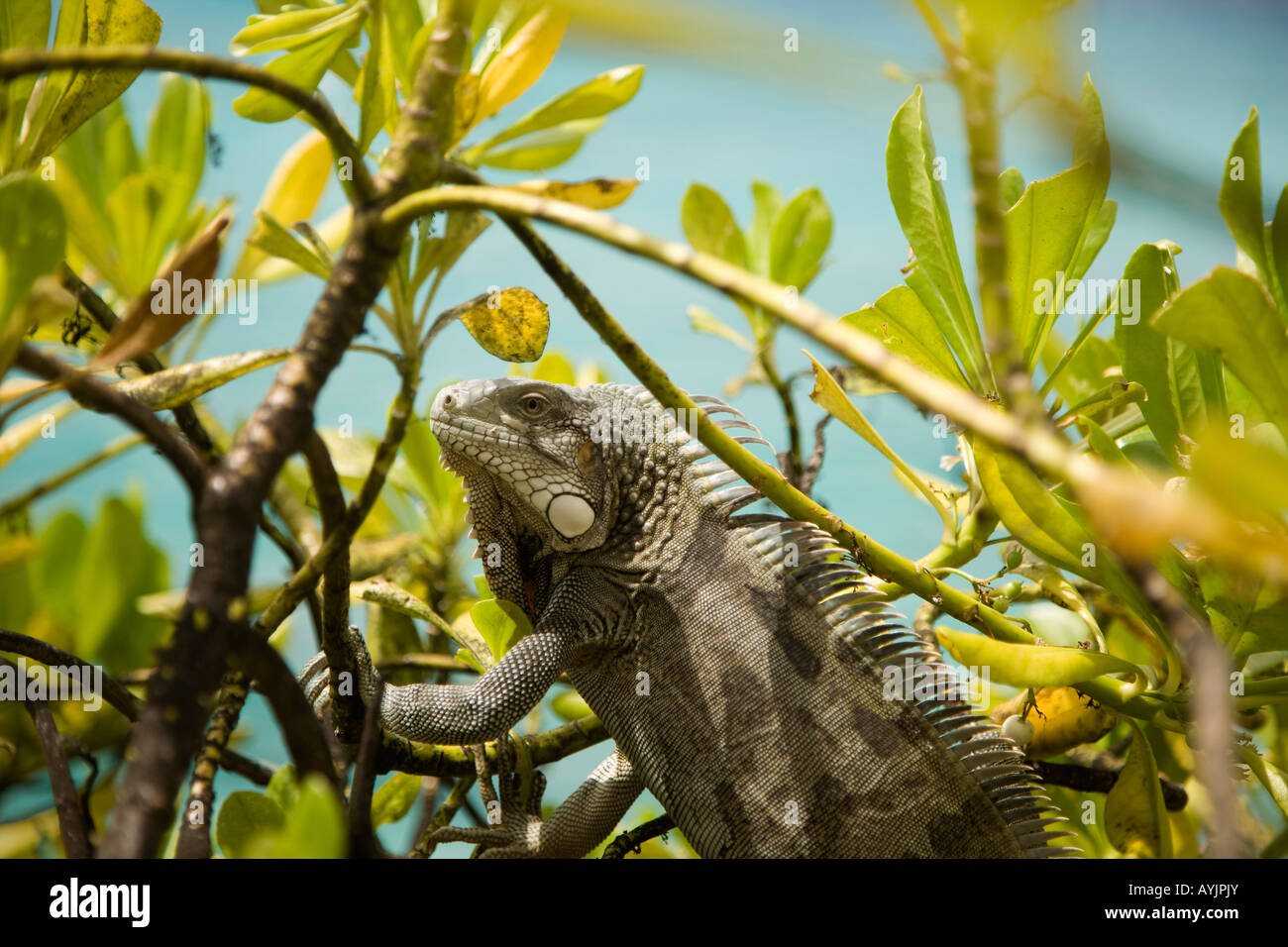 Iguana Nel verde fogliame su Bonaire Antille Olandesi Foto Stock
