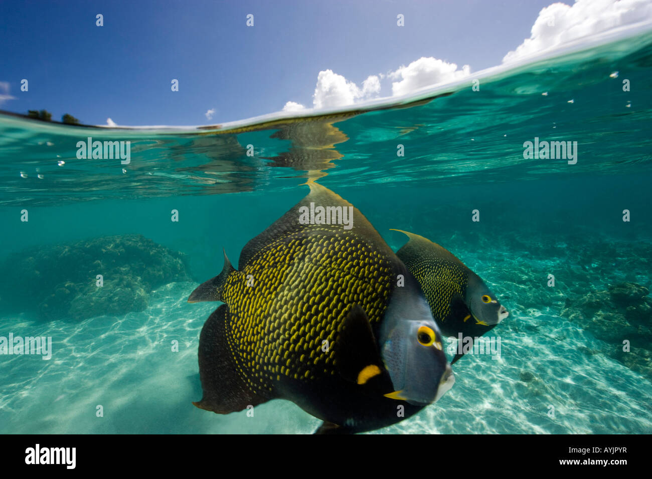 Angelfish giovane a Slagbaii Parco Nazionale di Bonaire Netherland Antillies Foto Stock