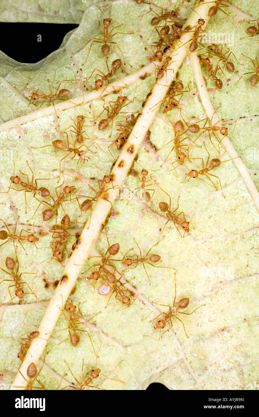 Colonia di piccolo rosso weaver formiche, Oecophylla smaragdina Foto Stock