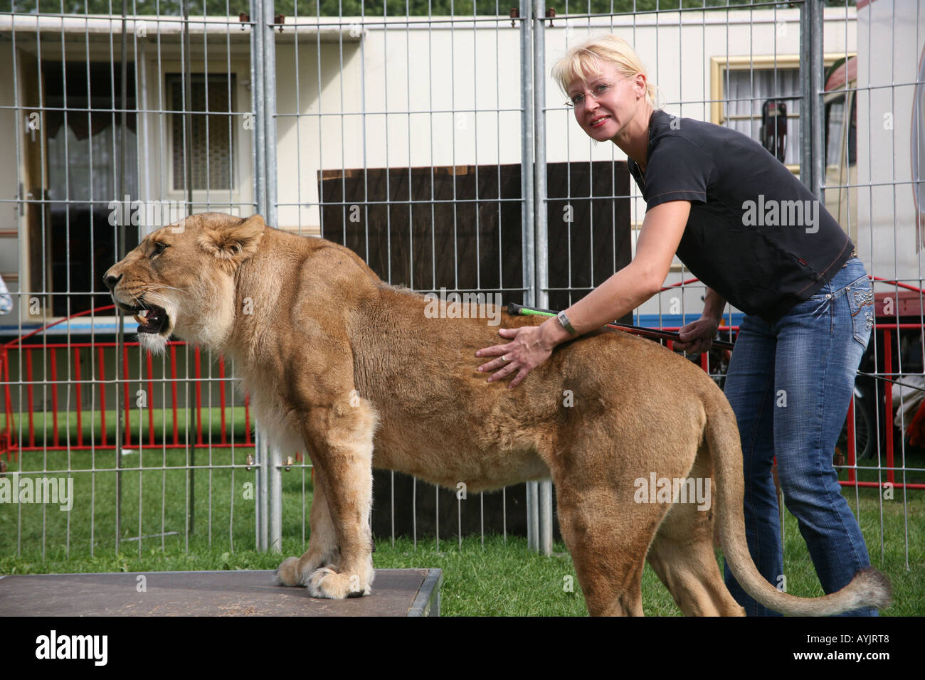 Femmina di domatore di leoni Holland Foto Stock