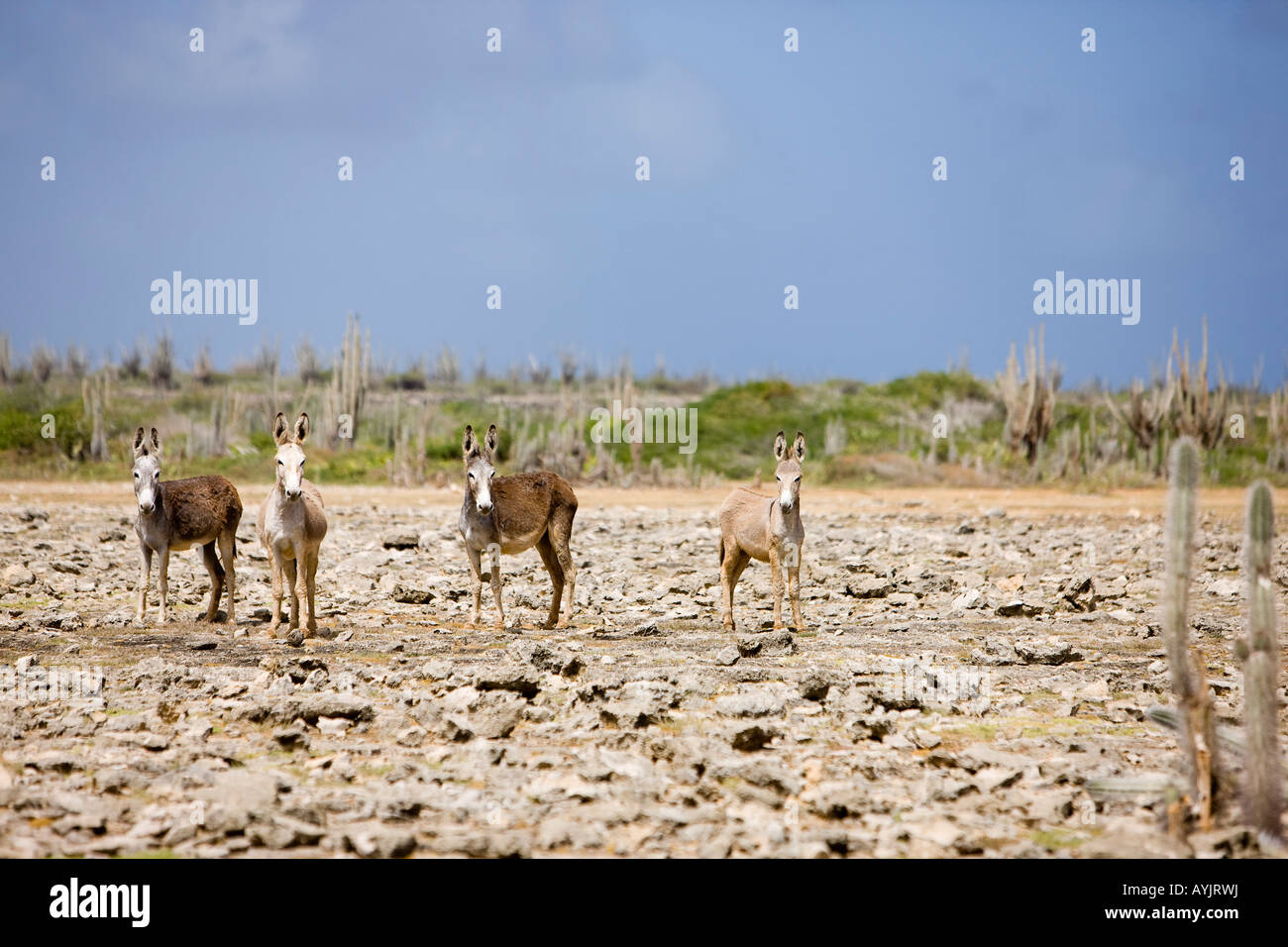 Asini selvatici in Bonaire Netherland Antillies Foto Stock
