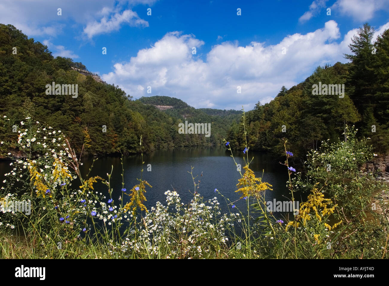 Tarda Estate fiori selvaggi sulle rive del Mill Creek Lake Ponte naturale membro Resort Park Kentucky Foto Stock