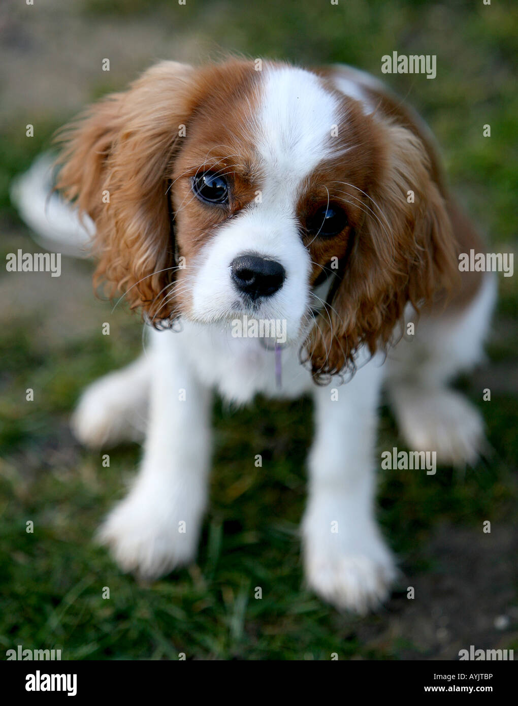 Un giovane cucciolo svolge all'esterno. La razza di pup è un Cavalier King Charles Foto Stock