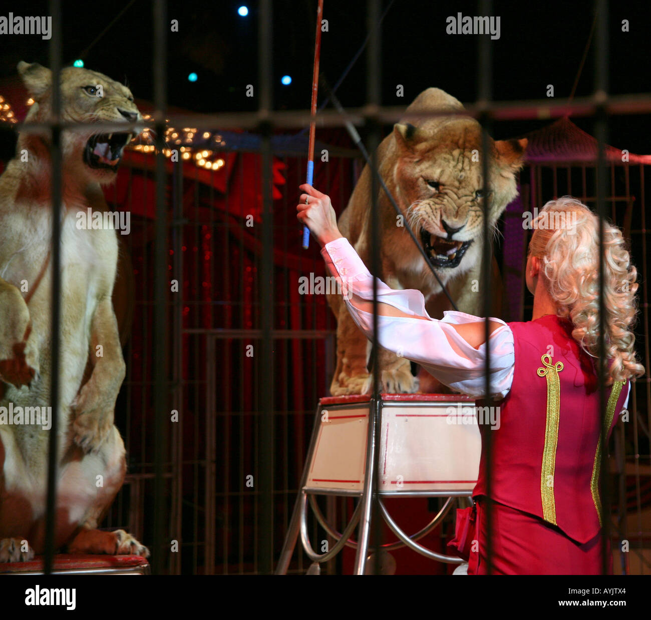 Lion tamer woman immagini e fotografie stock ad alta risoluzione