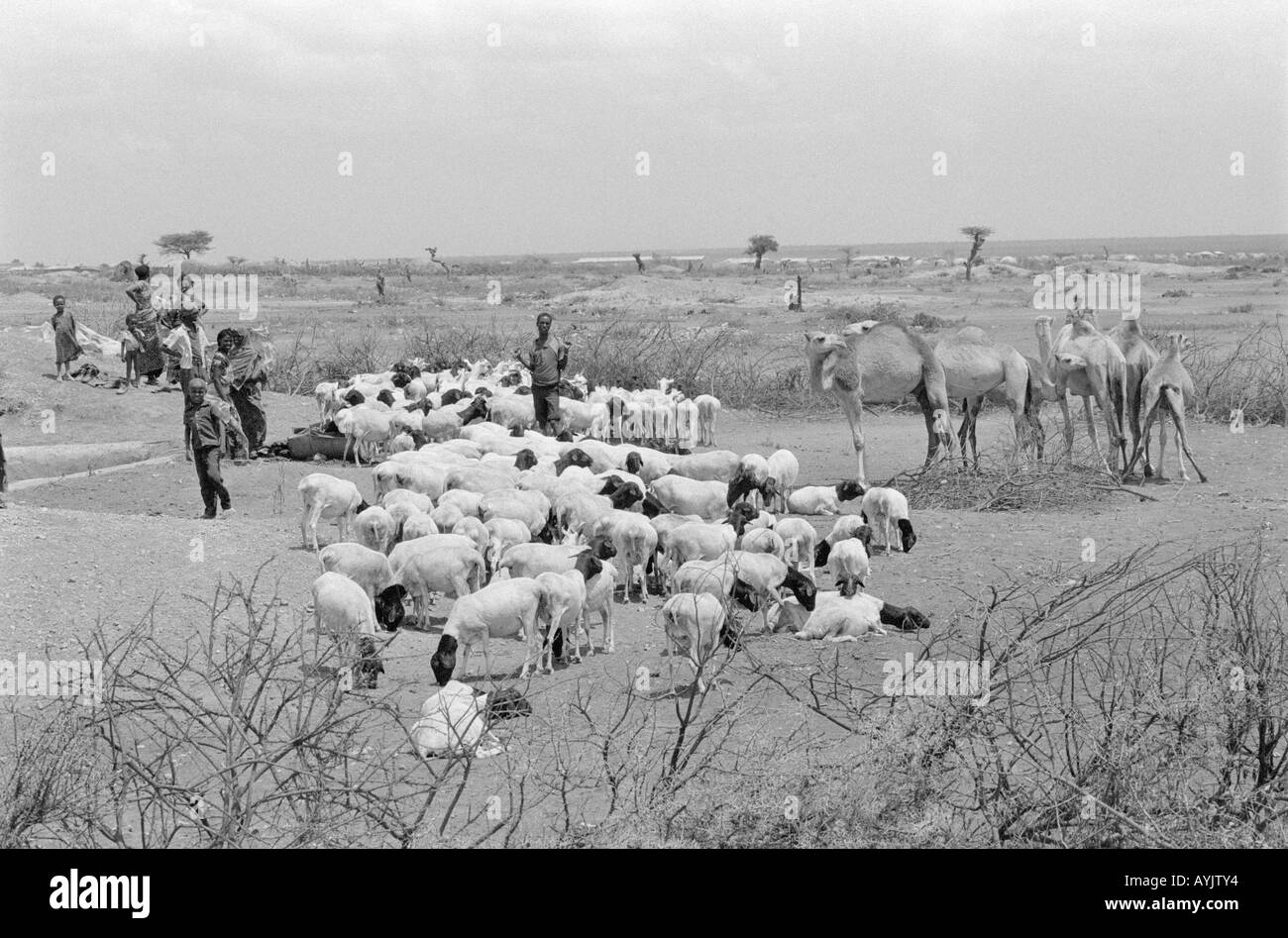 B/N dei nomadi somali con i loro animali, fuggiti in Etiopia durante un periodo di guerra civile e di siccità. Etiopia orientale Foto Stock