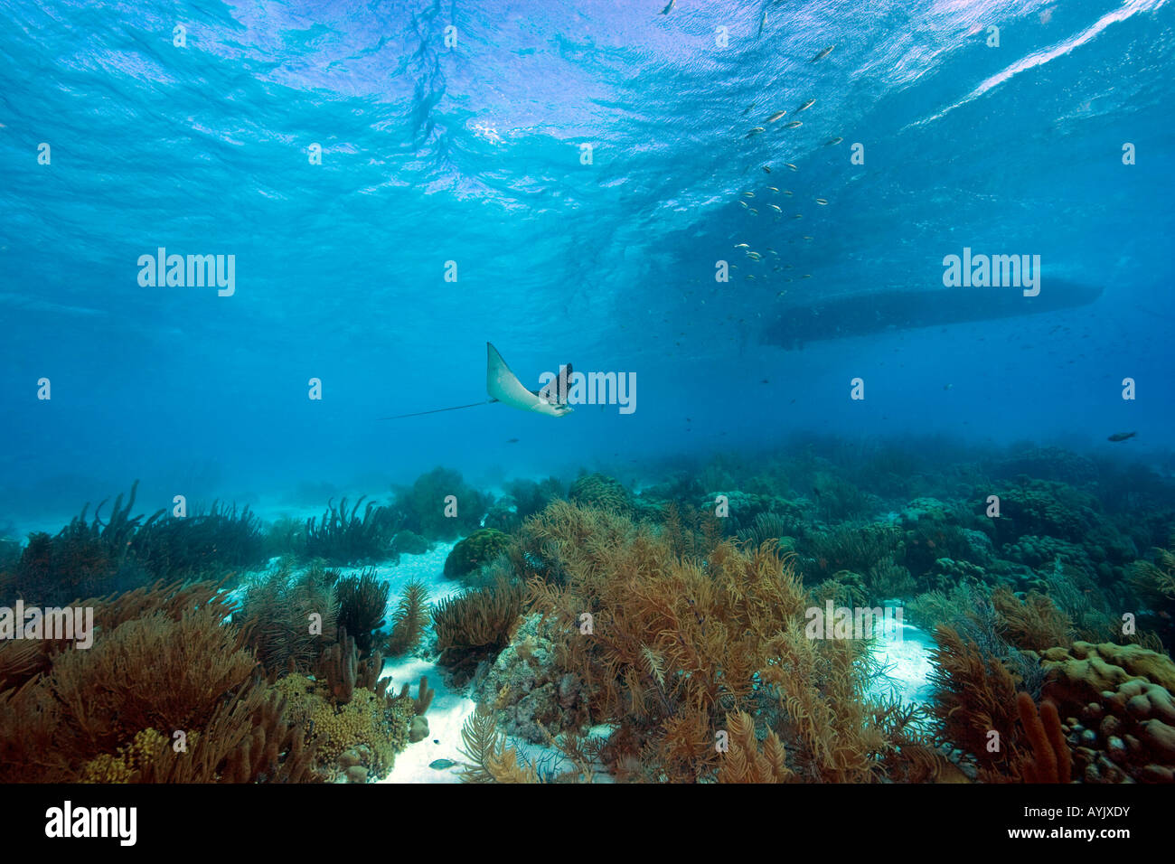 Eagle Ray underwater Bonaire Netherland Antillies Foto Stock