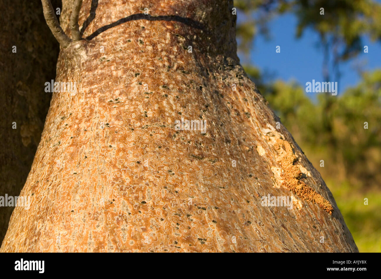 Close-up di boab tree e borer danni su zattera punto, il Kimberley, Australia occidentale Foto Stock