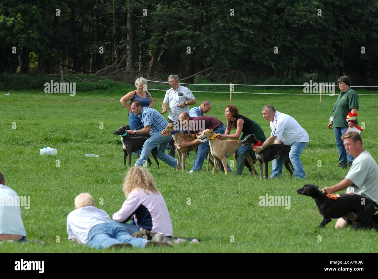 Lurcher racing al Midland gioco e sport di campagna Fair Weston Park Regno Unito Foto Stock