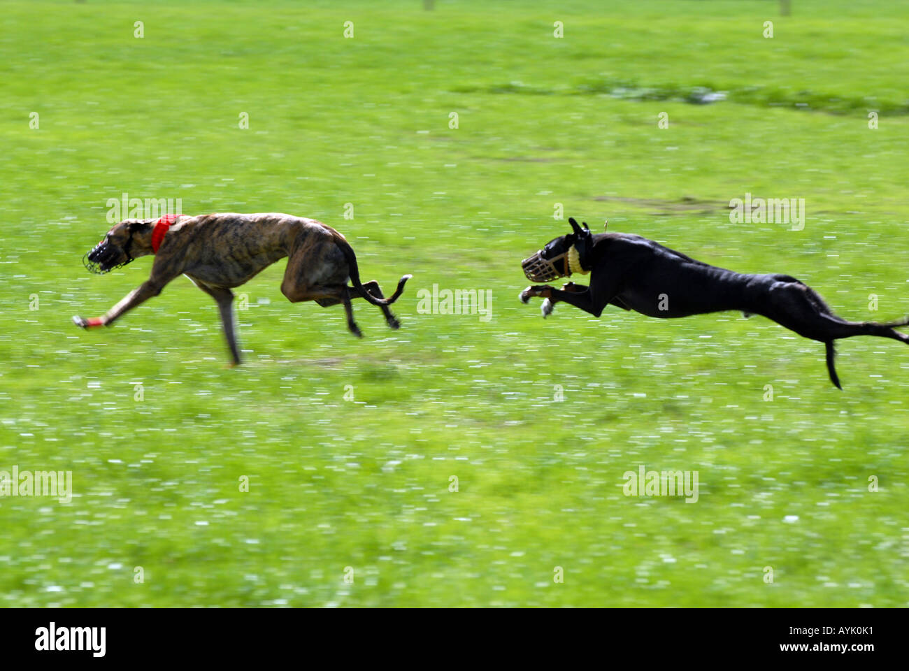 Lurcher dog racing a Midland gioco e sport di campagna Fair Weston Park Regno Unito Foto Stock