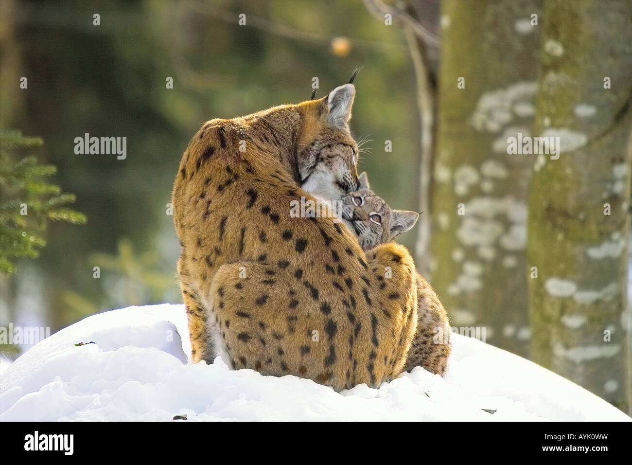 Lynx e cub nella neve / Lynx lynx Foto Stock