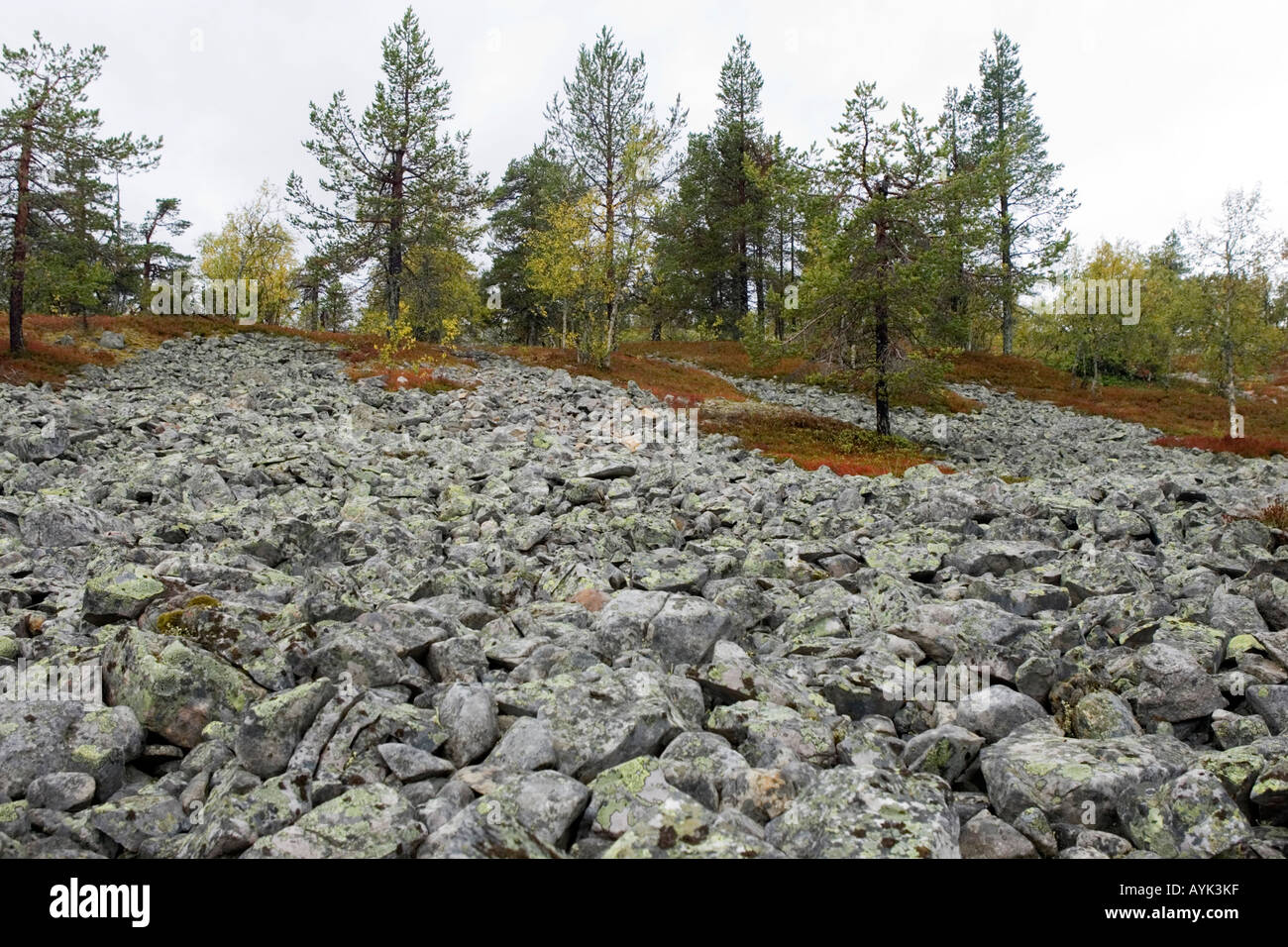 Hillside Pyha Luosto Parco nazionale della Finlandia Foto Stock