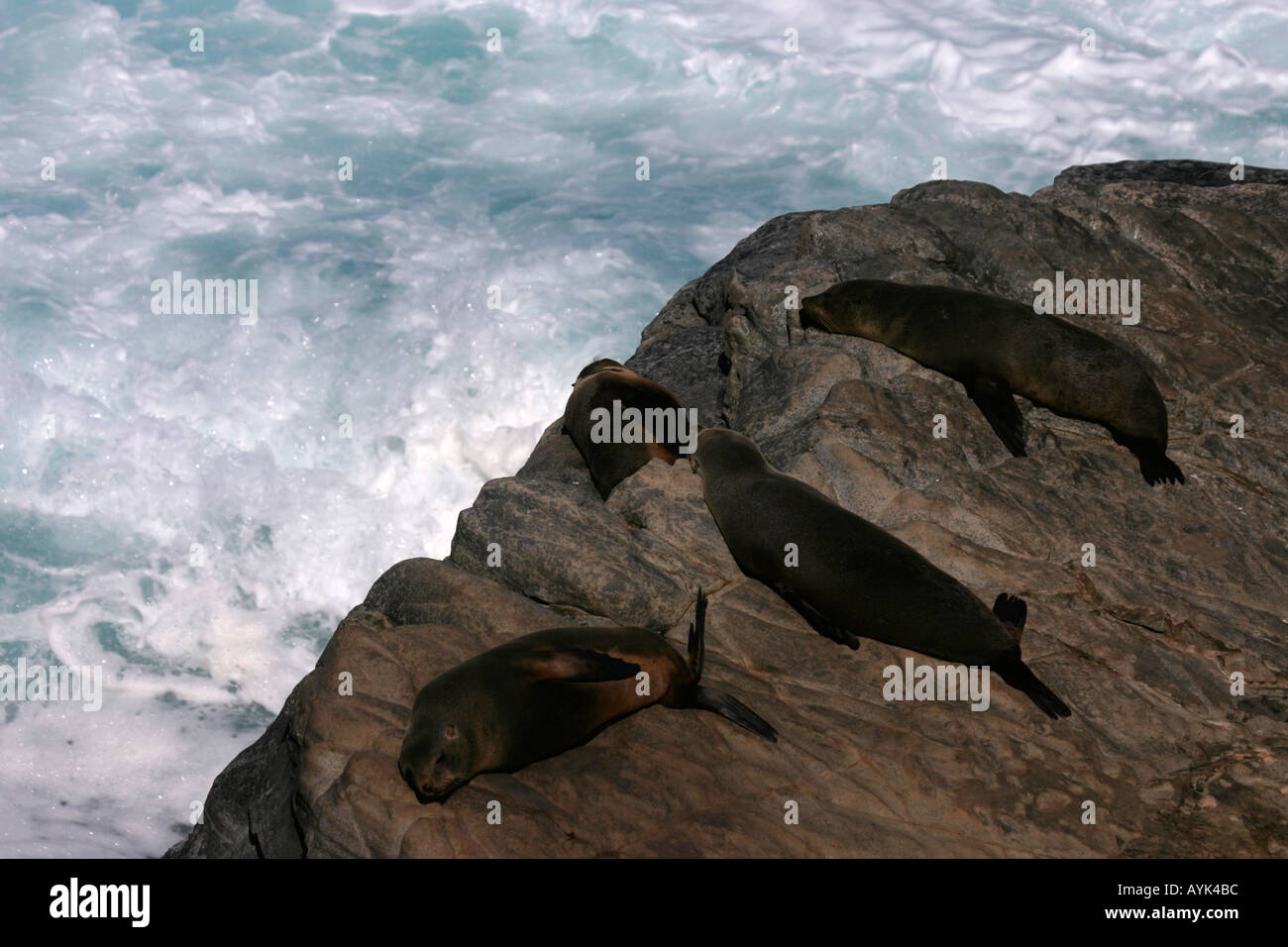 Nuova Zelanda le foche arctocephalus fosteri Foto Stock