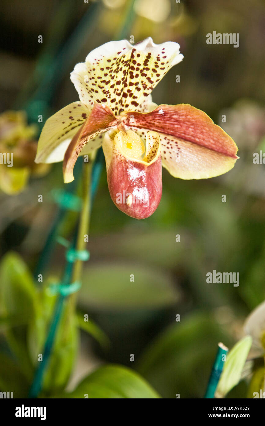 Orchid phalaenopsis epiphytic batany natura botanica delicato fiore pianta hot house ornamentali in serra calda casa butterfly Foto Stock