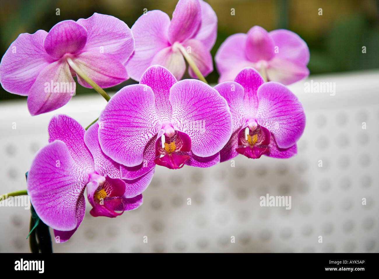 Orchidee come cresciuto in una casa calda in Florida USA Foto Stock