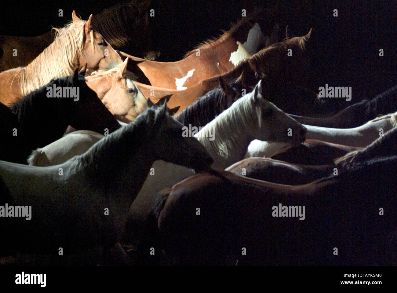 Il pittoresco Close up ritratto di allevamento di cavalli selvaggi con più in ombra e alcuni in condizioni di luce intensa Foto Stock