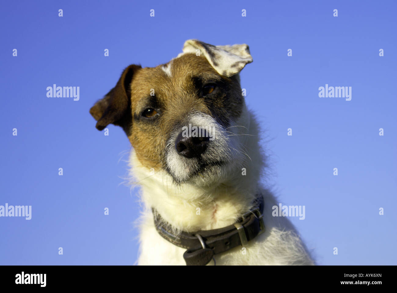 'Jack Russell'terrier cane Foto Stock