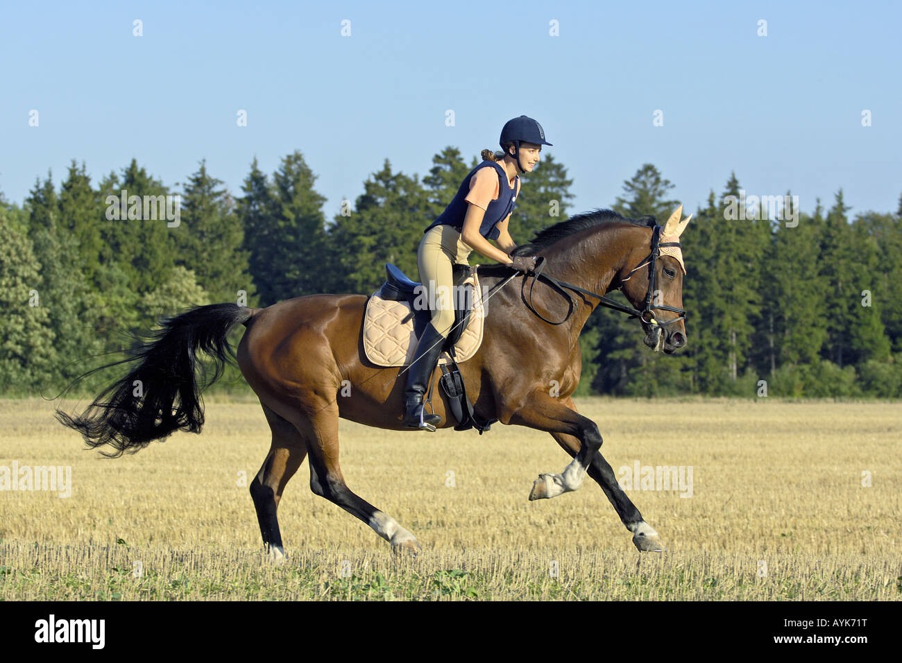 Pilota femmina su un bavarese cavallo di razza Foto Stock