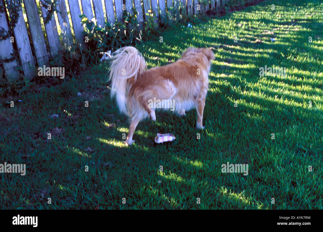 cane di urinare Foto Stock
