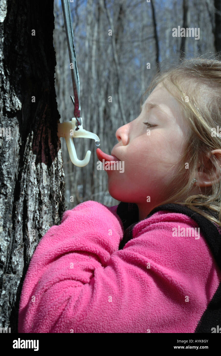 Ragazza di bere sap da acero Foto Stock