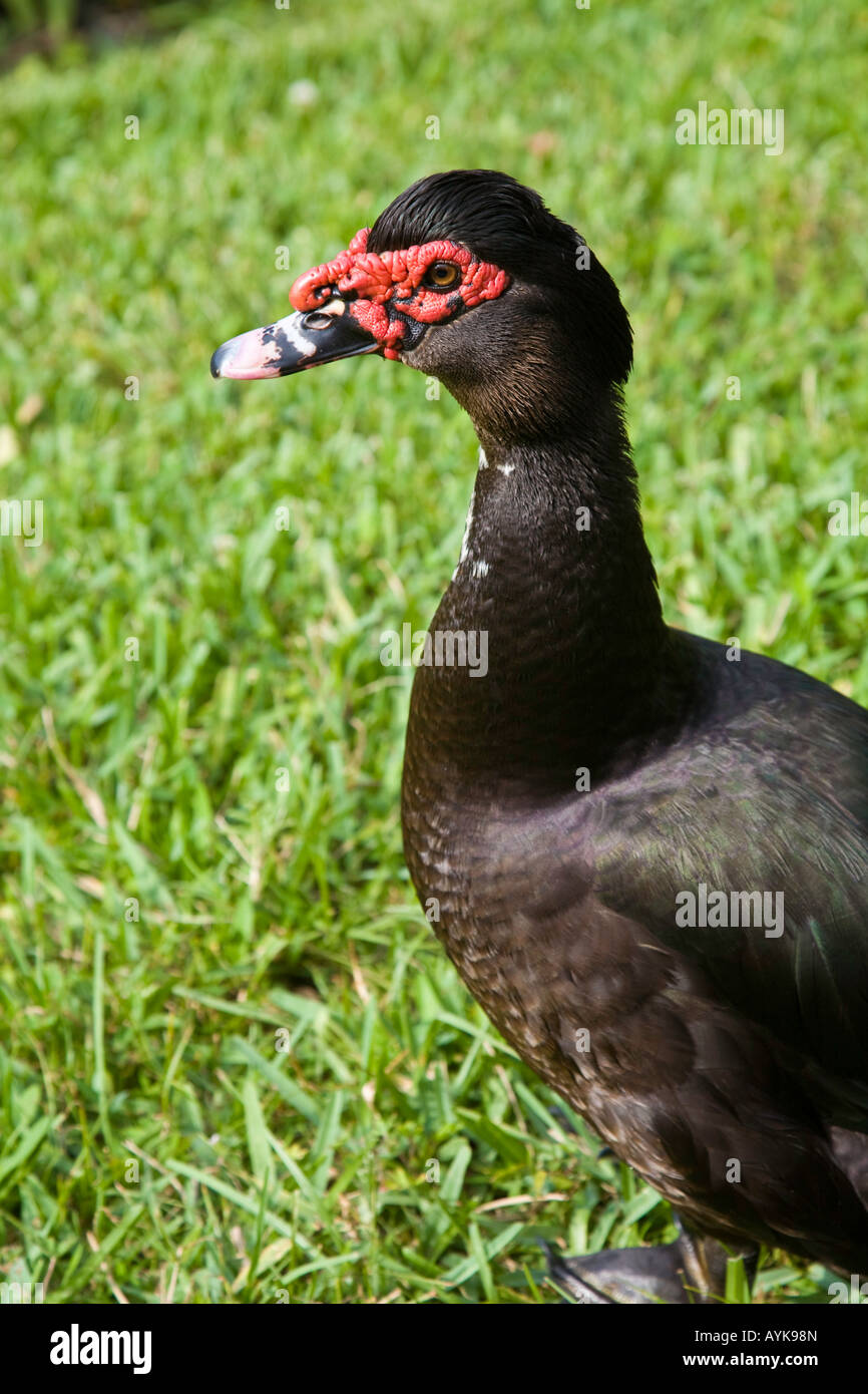 La American Black Duck come visto in Florida, Stati Uniti d'America Foto Stock