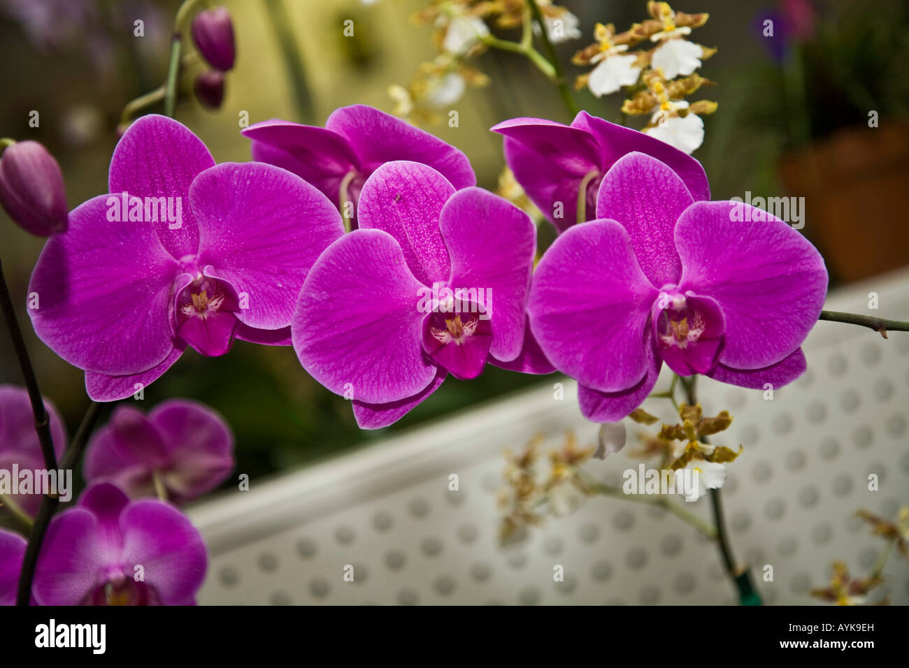 Orchid phalaenopsis epiphytic batany natura botanica delicato fiore pianta hot house ornamentali in serra calda casa butterfly Foto Stock