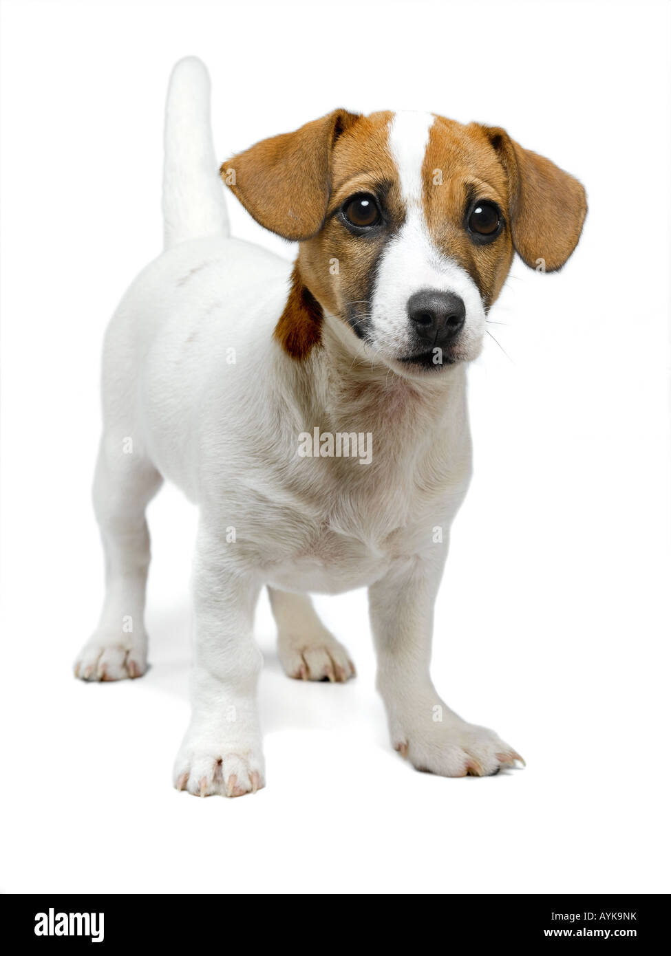 Jack russell Foto Stock