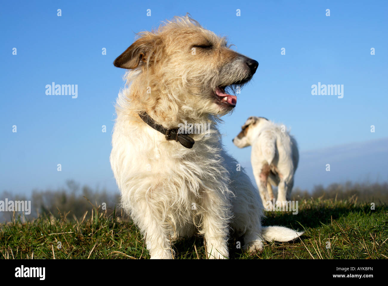 'Jack Russell'terrier cane e cagna. Foto Stock