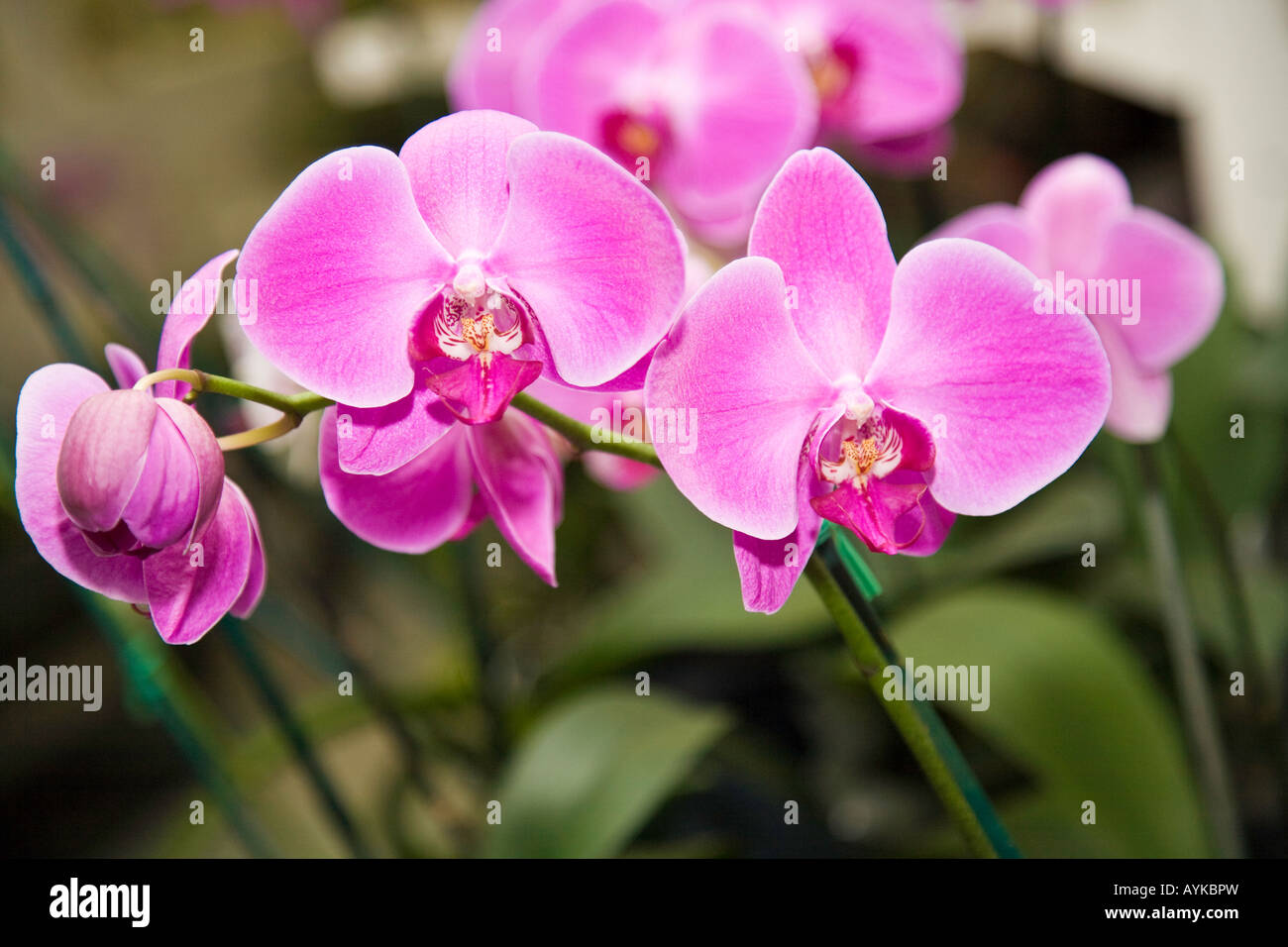 Orchidee come cresciuto in una casa calda in Florida USA Foto Stock
