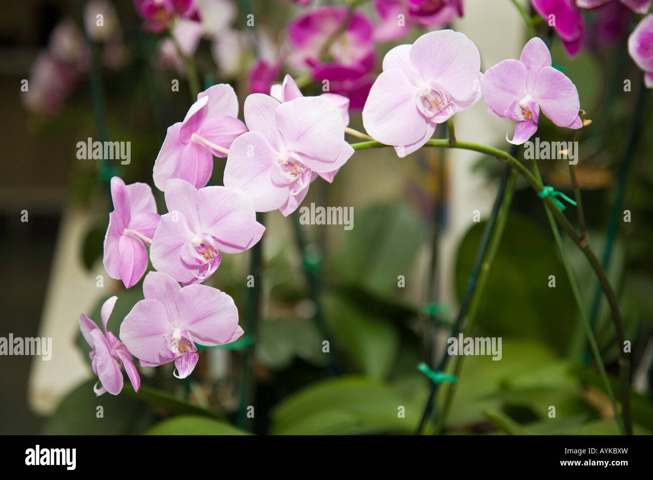 Orchidee come cresciuto in una casa calda in Florida USA Foto Stock
