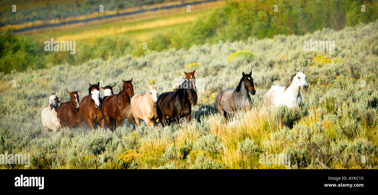 Cavalli al galoppo Foto Stock