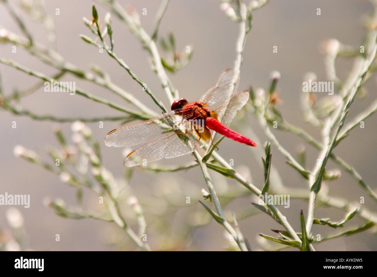 Ampio Scarlet dragonfly Crocothemis erythraea Foto Stock