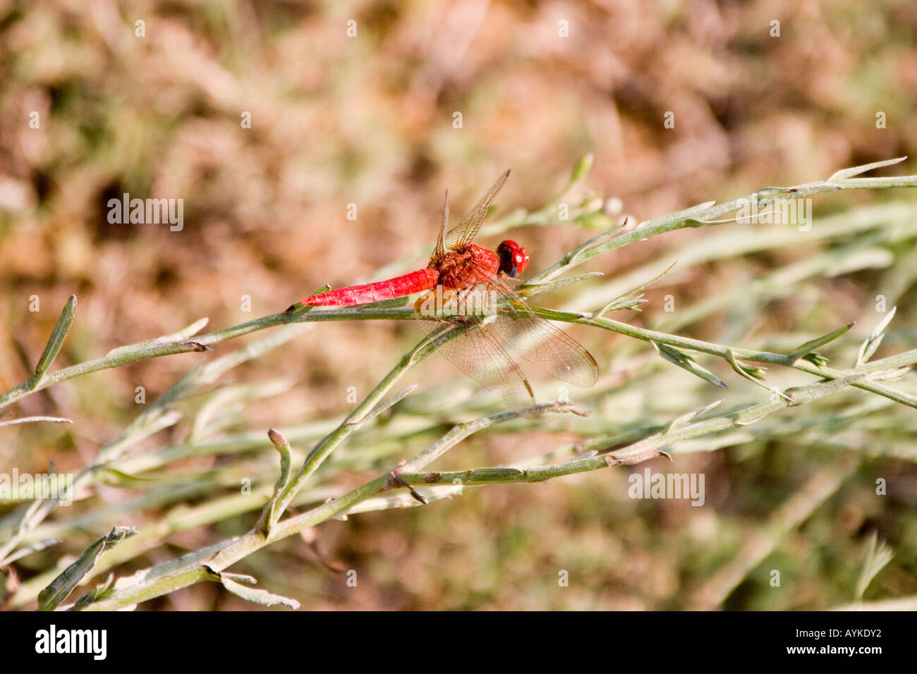 Ampio Scarlet dragonfly Crocothemis erythraea Foto Stock