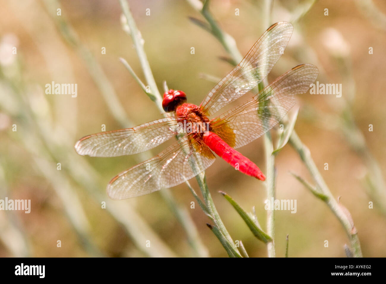 Ampio Scarlet dragonfly Crocothemis erythraea Foto Stock