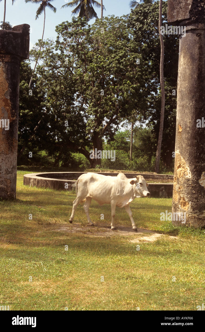 Una mucca lambisce in motivi di Maruhubi Palace costruito nel 1882 per Sultan Barghash's Harem nell ovest dell isola di Zanzibar, Tanzania Foto Stock