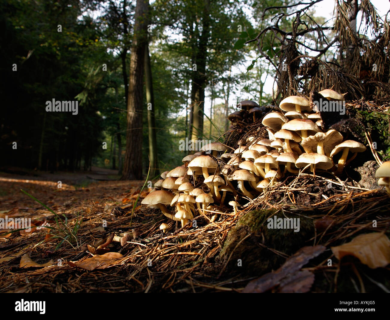 La stagione autunnale di funghi funghi che crescono su la foresta di Mastbos pavimento vicino a Breda Paesi Bassi Foto Stock