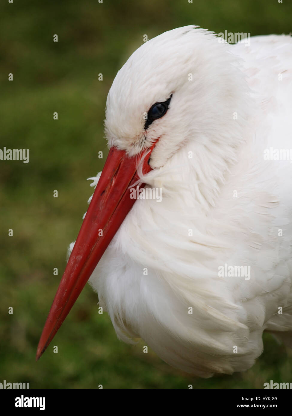 Stork ritratto closeup Foto Stock