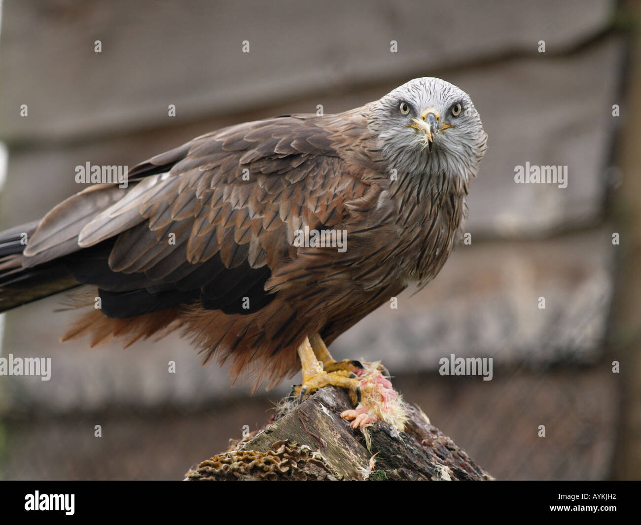 Nibbio bruno Milvus migrans guardando nella telecamera mentre mangia Mierlo Paesi Bassi Foto Stock