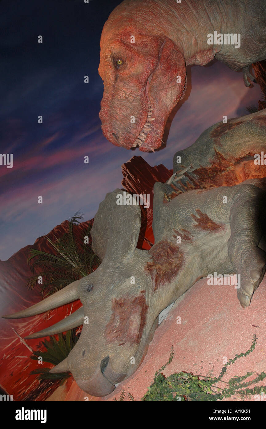 Tyrannosaurus Rex di mangiare un Triceratops Foto Stock