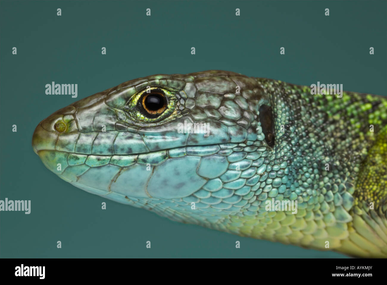 Una fotografia di un verde lucertola maschio (Lacerta viridis bilineata) prese in studio. Ritratto en studio d'onu lézard vert mâle. Foto Stock