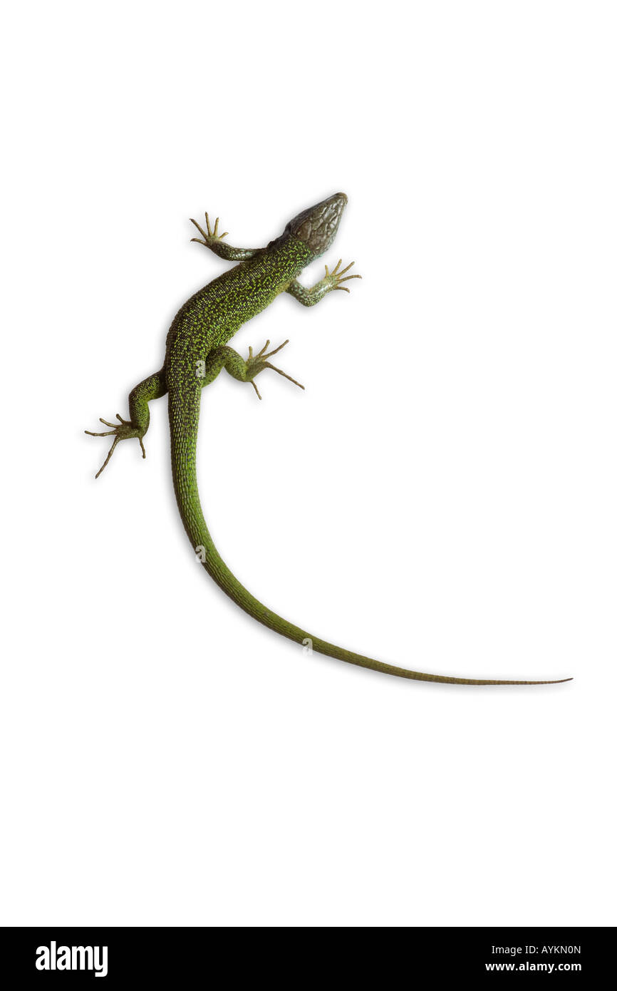 Un maschio verde lizard (Lacerta viridis bilineata) fotografato in studio. Lézard vert mâle photographié en studio. Foto Stock