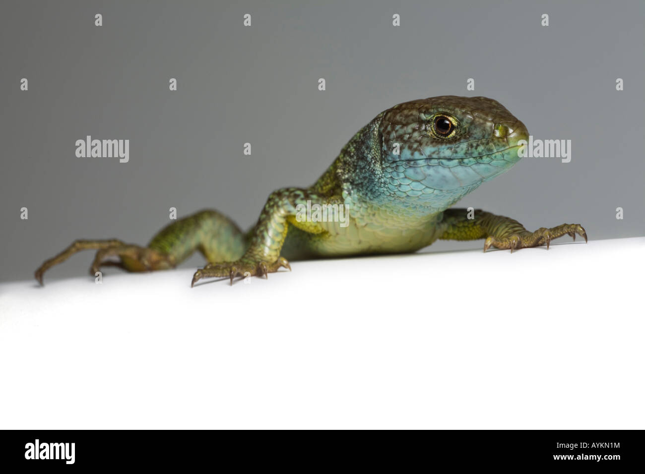 Una fotografia di un verde lucertola maschio (Lacerta viridis bilineata) prese in studio. Ritratto en studio d'onu lézard vert mâle. Foto Stock