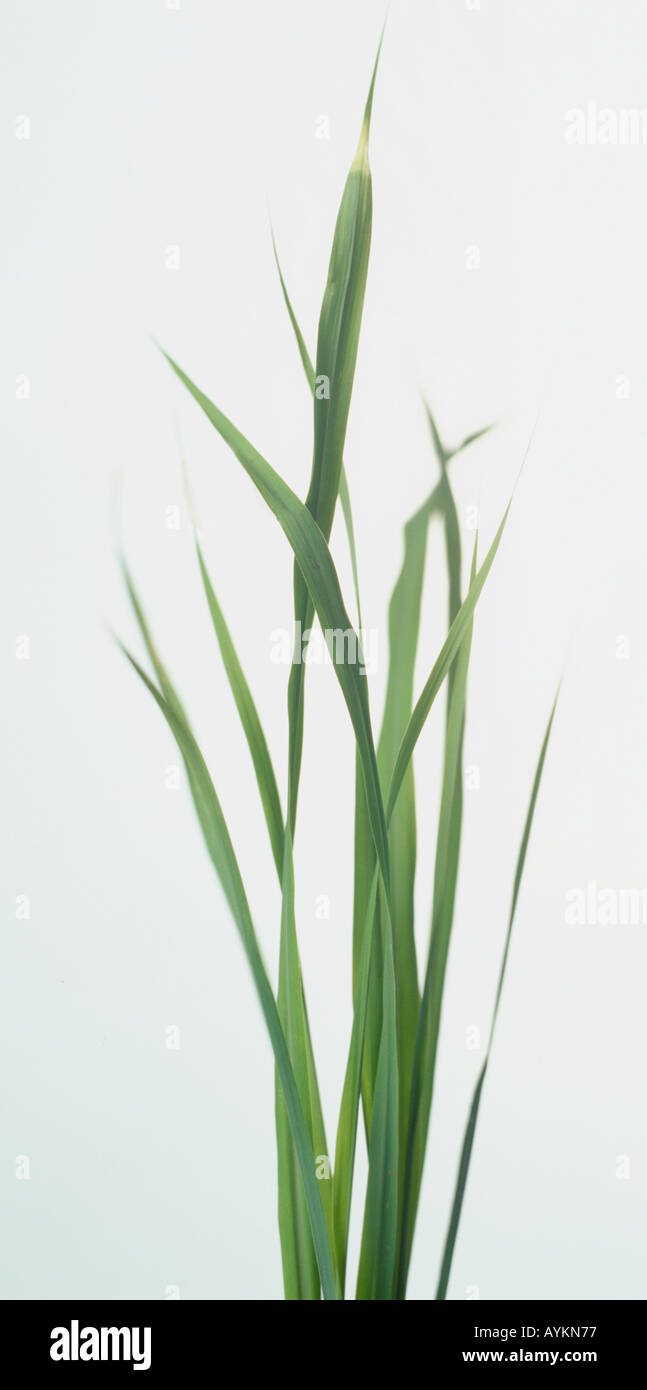 Cymbopogon citratus, citronella, febbre di erba, al profumo di limone, Sharp, foglie lineari, Foto Stock