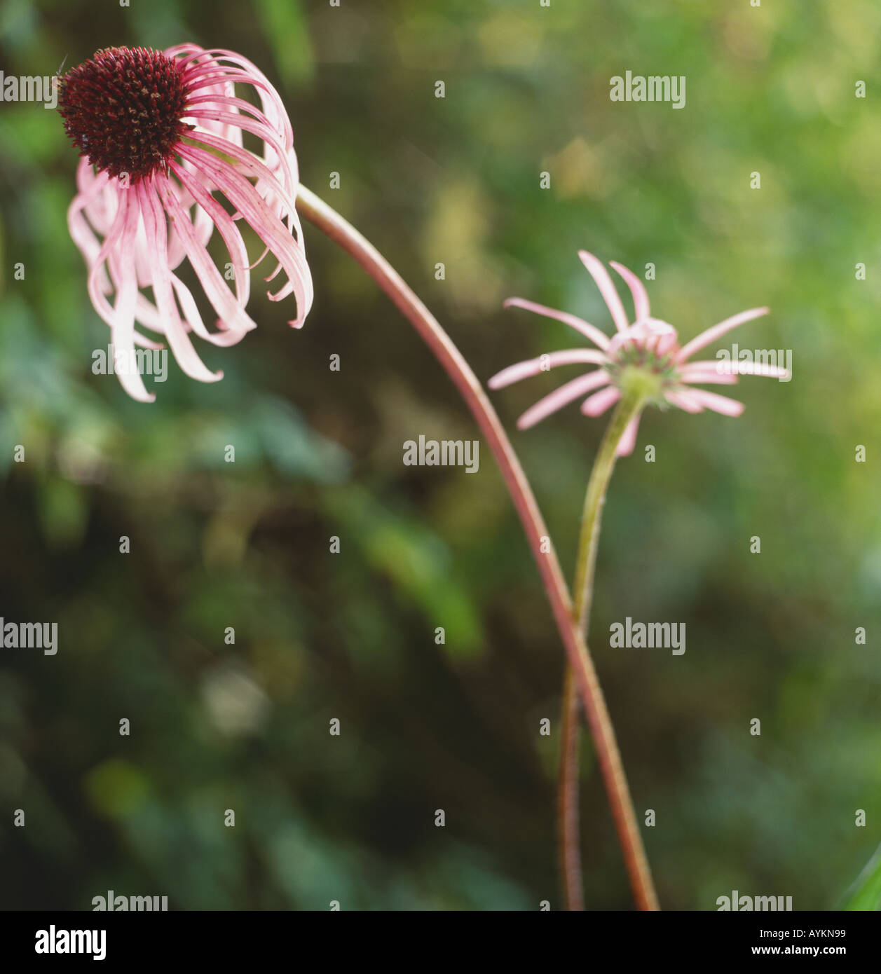 Echinacea angustifolia, strette leafed echinacea, nero sampson, singolo fiore con lunghi e sottili di petali viola, Foto Stock