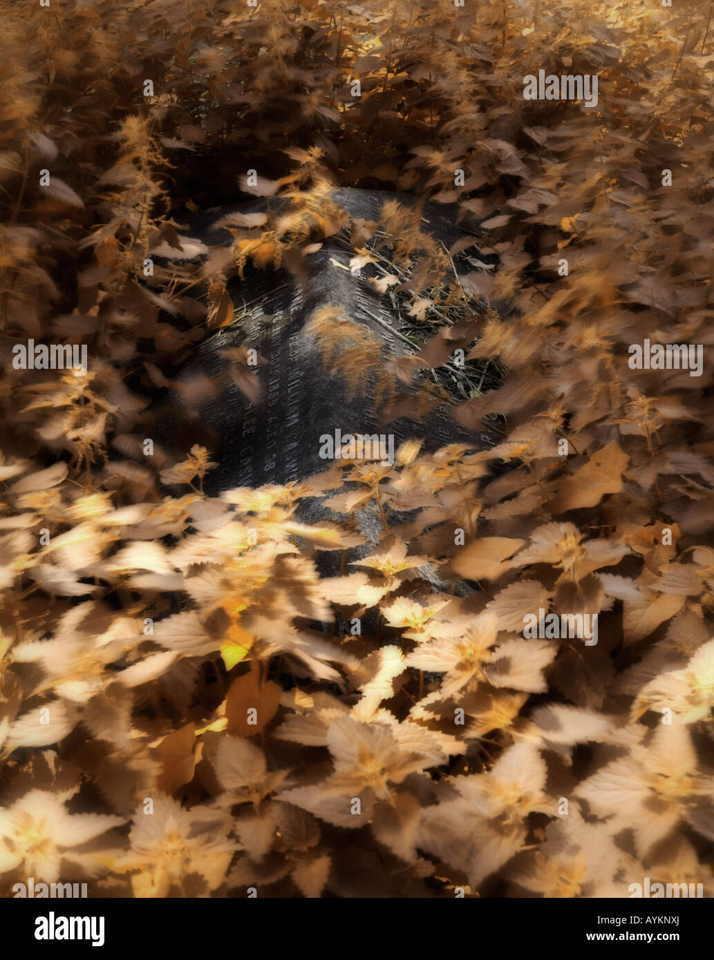 Un grave tra le ortiche. Foto Stock