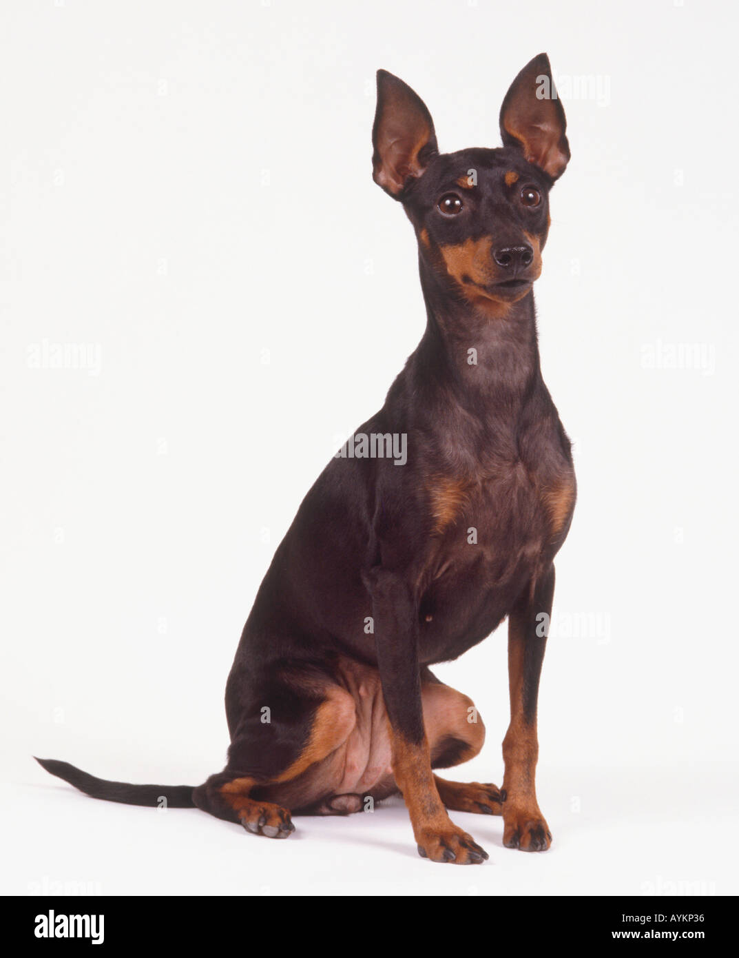 English toy terrier seduto in posizione eretta e avviso. Foto Stock