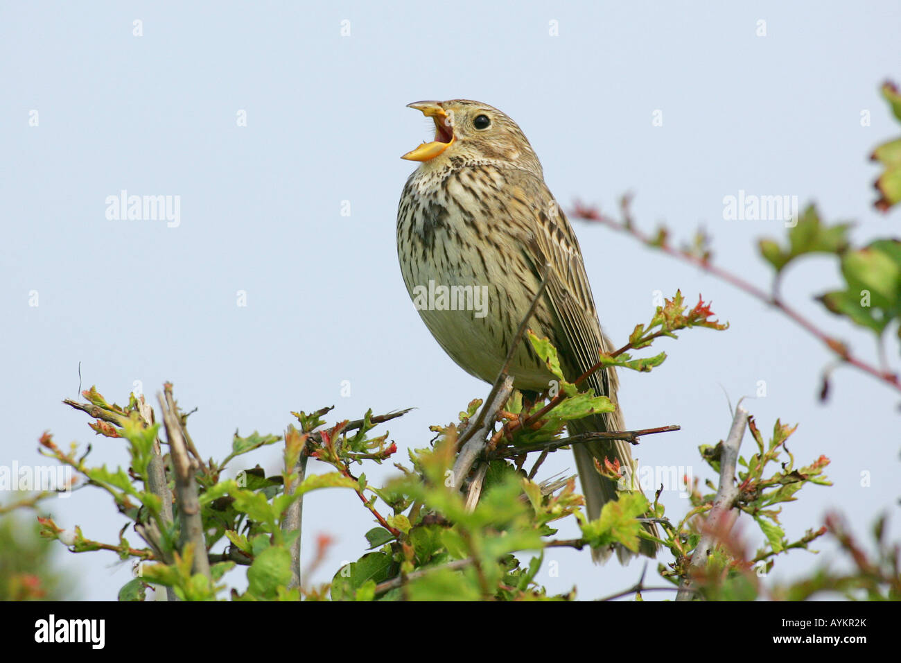 Corn Bunting ( Miliaria calandra ) Foto Stock